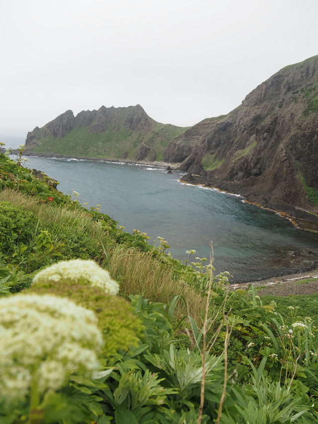 日本最北端　花の浮島礼文島🌼