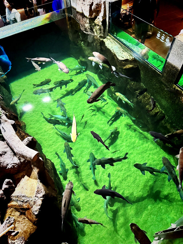 Tidal Marvels at The Coastal Zone, Aquaria KLCC