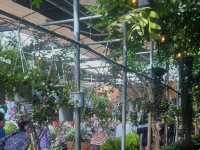 Jeju’s Hidden Gem: Boromwat’s Stunning Hydrangeas 