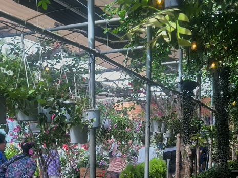 Jeju’s Hidden Gem: Boromwat’s Stunning Hydrangeas 