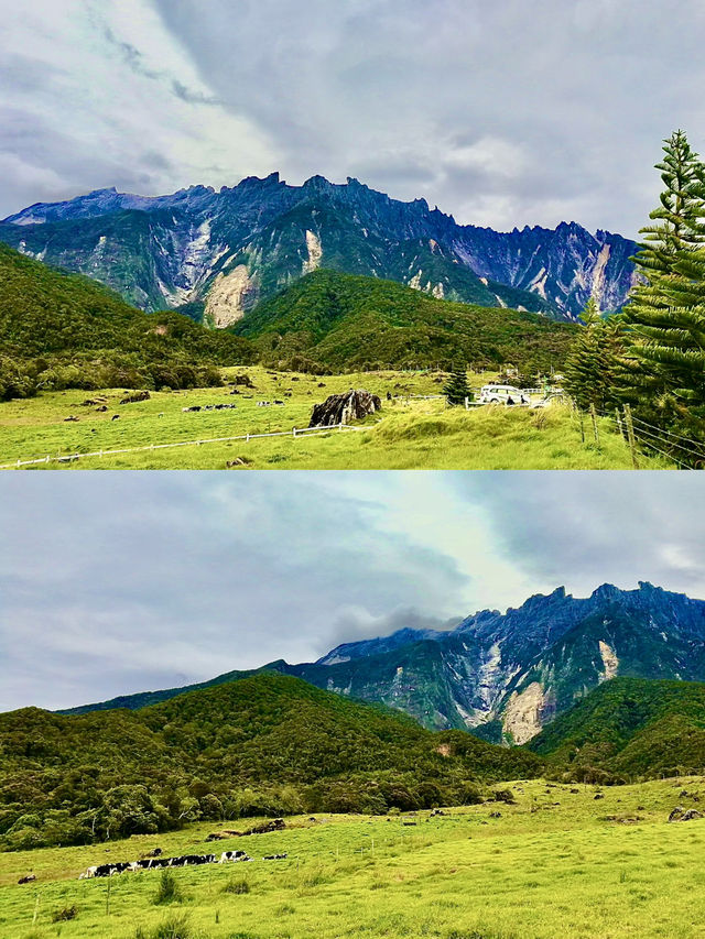 New Zealand Vibes in Sabah: A Highland Escape with Dairy Delights