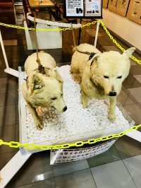 작아도 있을 건 다 있어 노샷푸 한류 수족관🐧 & 왓카나이 청소년 과학관