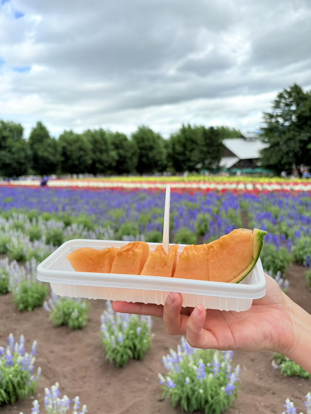 Summer in Farm Tomita, Furano ☀️🪻🌷💐🍈