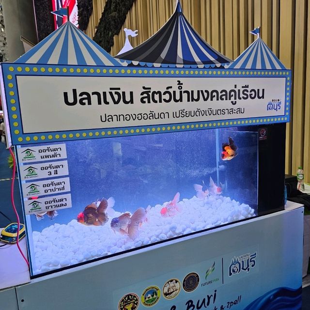 🐟 Fishtival (ประมงน้อมเกล้า) 🐟 