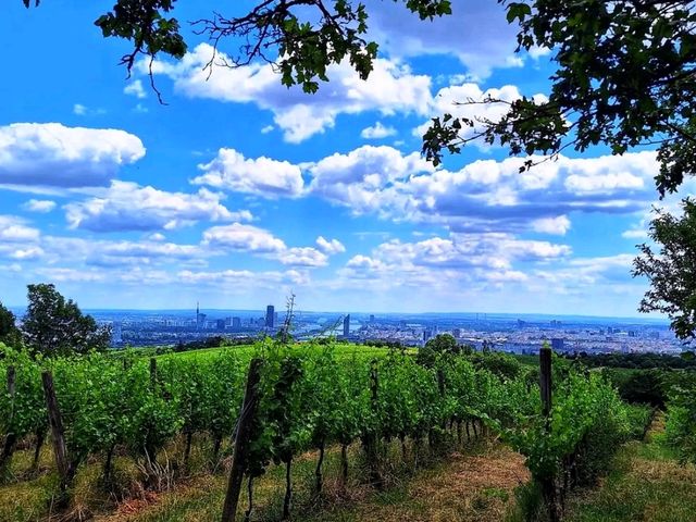 Kahlenberg, Vienna: The City’s Most Breathtaking Viewpoint 