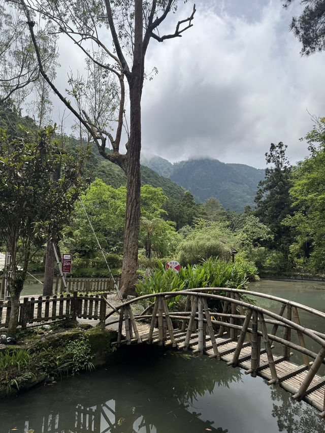 📘旅人手札｜跟著螢火蟲走進森林的祕密世界：溪頭福華漢光樓之旅