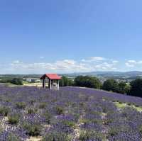 Hinode Lavender Garden: A Solo Traveler’s Purple Paradise in Hokkaido"** 🪻🏔️   