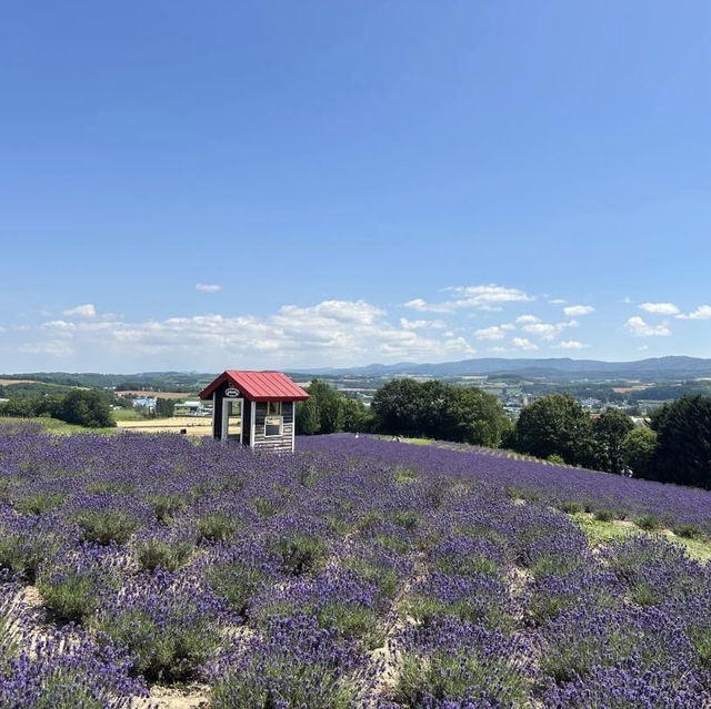 Hinode Lavender Garden: A Solo Traveler’s Purple Paradise in Hokkaido"** 🪻🏔️   