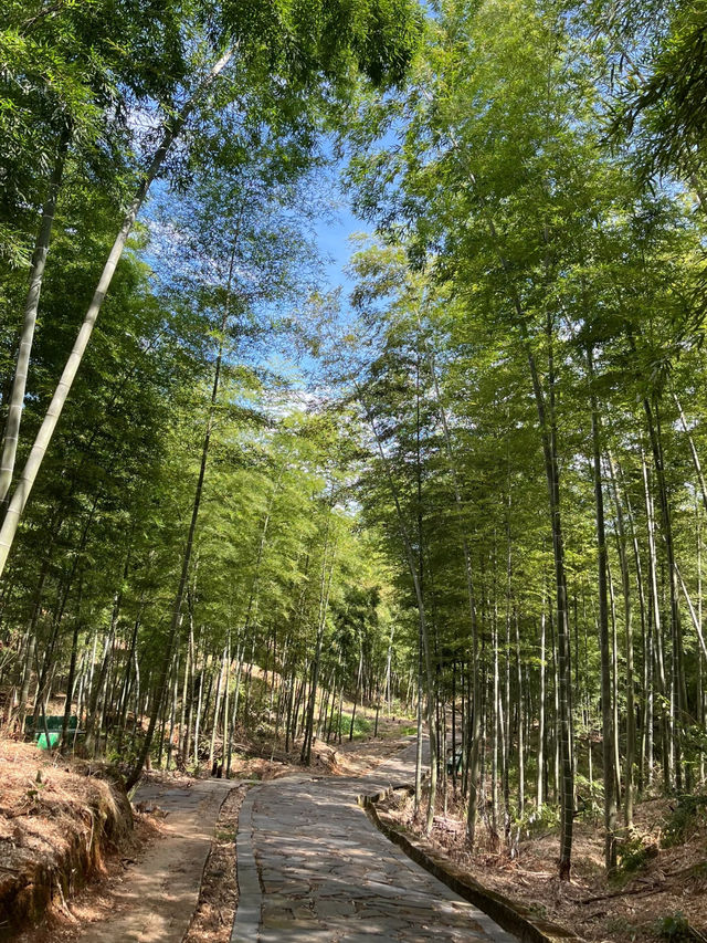Cailun Bamboo Sea