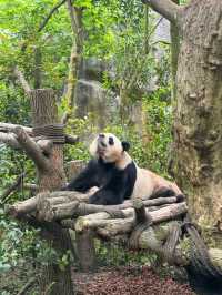 PANDA VALLEY · CHENGDU’S WILDER, WISPIER PANDASANCTUARY