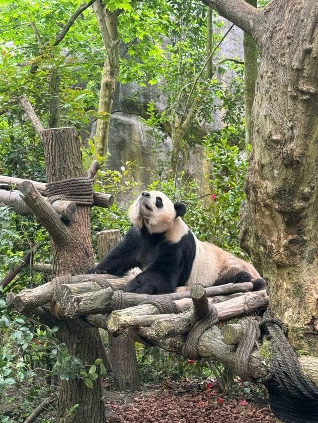 PANDA VALLEY · CHENGDU’S WILDER, WISPIER PANDASANCTUARY