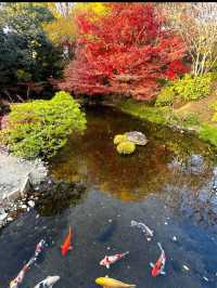 【水前寺成趣園】心がすっと整う、熊本の癒し庭園🌿