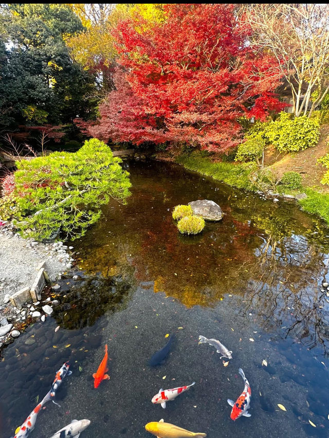 【水前寺成趣園】心がすっと整う、熊本の癒し庭園🌿