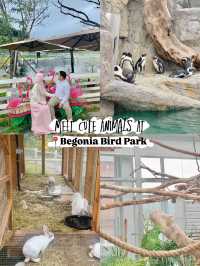 Meet Cute Animals at Begonia Bird Park