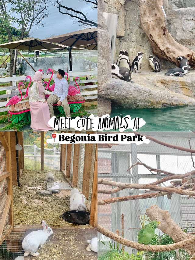 Meet Cute Animals at Begonia Bird Park