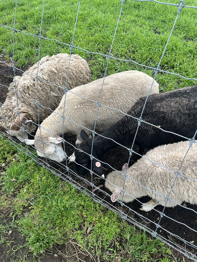 【神奈川県】入場無料の広々牧場🐮
