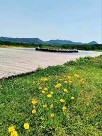 The Flower Fields of Liangzhu: A Living Neolithic Tapestry