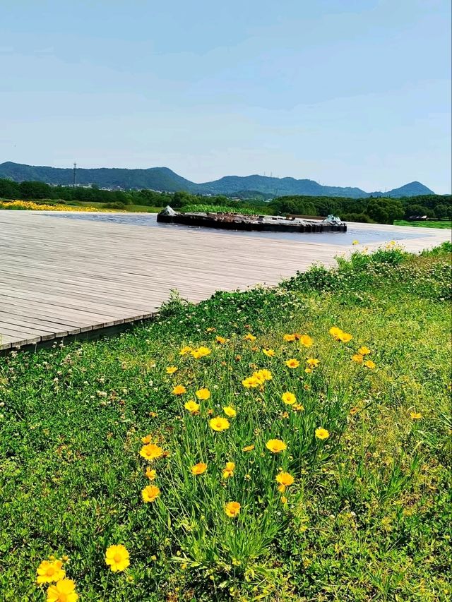 The Flower Fields of Liangzhu: A Living Neolithic Tapestry