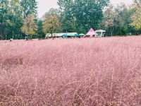 Pink Muhly Sea: A Dreamlike Symphony in Blush