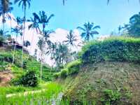 Bali's Scenic Gem: Tegalalang Rice Fields