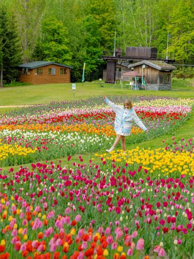 2026 Recommended Tulip viewing in Takino Suzuran Hillside Park