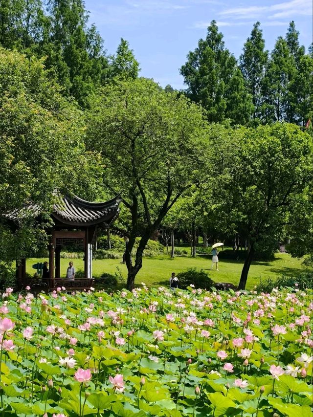 Xianghu Lotus Garden – A Monet Dream Come Alive