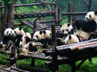 “Bamboo Sanctuary: Where Pandas Play in Nature’s Embrace”