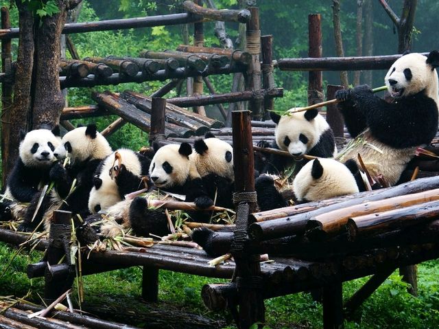 “Bamboo Sanctuary: Where Pandas Play in Nature’s Embrace”