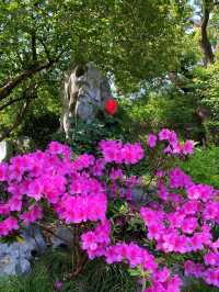 Blooming Roses at Keyuan Garden — Suzhou’s Springtime Star
