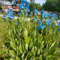 Tromsø – Arctic–Alpine Botanic GardenTromsø arktisk-alpine botanisk hage