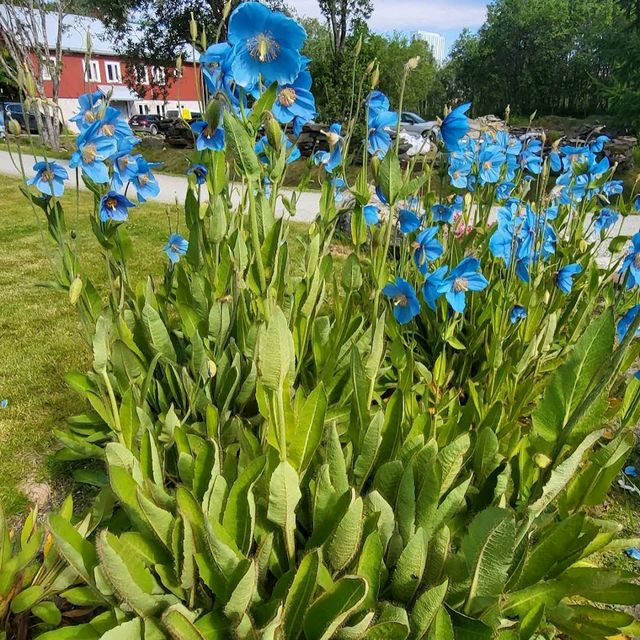 Tromsø – Arctic–Alpine Botanic GardenTromsø arktisk-alpine botanisk hage