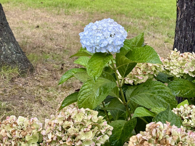 宮城峡蒸溜所與繡球花之美 宮城峡蒸溜所與繡球花之美