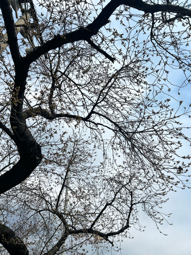 🇰🇷清州✈️無心川櫻花路무심천벚꽃길🌸