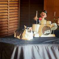 예쁜 고양이가 상주하는 재즈 가득한 쿠시로의 카페, Jazz & Cafe Cat!!