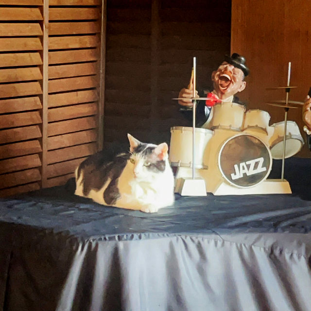 예쁜 고양이가 상주하는 재즈 가득한 쿠시로의 카페, Jazz & Cafe Cat!!