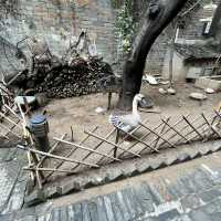 🏯 Gaojia Dayuan — A Window into Xi’an’s Old Courtyard Life