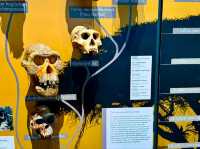Lapworth Museum of Geology – A Journey Through Earth’s History