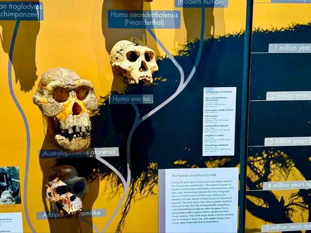 Lapworth Museum of Geology – A Journey Through Earth’s History