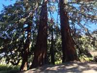 Dunedin Botanic Garden