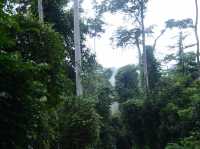 Danum Valley Conservation Area - Malaysia 