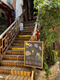 Cat Café Hideaway in Lijiang Old Town 