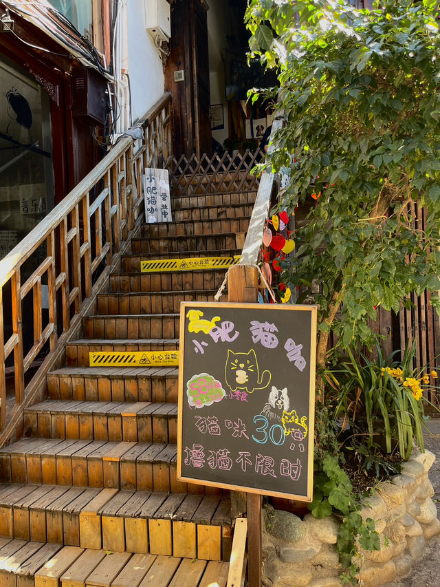 Cat Café Hideaway in Lijiang Old Town 