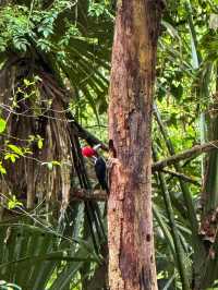 🌿 Tikal National Park – The Lost Kingdom of the Maya