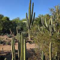 Desert Botanical Garden