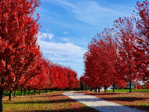 萬聖節的南瓜快到了！
