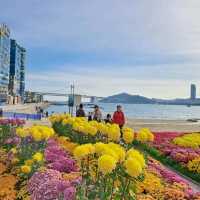 釜山🇰🇷廣安大橋🌁海濱咖啡街～花海片片