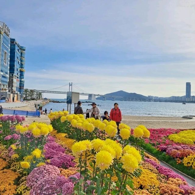 釜山🇰🇷廣安大橋🌁海濱咖啡街～花海片片