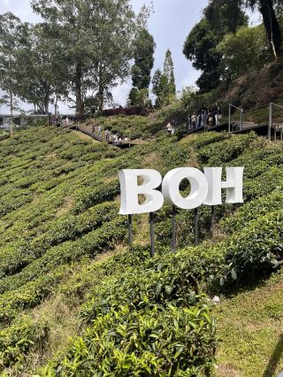 Ready to breathe in the cool mountain air? Here’s my itinerary for a perfect Cameron Highlands escape covering Brinchang and Tanah Rata 🌱⛰️ Expect sweeping tea views, animals, fresh food, and sunsets over green hills—weekend trip goals!

Must-See Spots:
1. BOH Sungai Palas Tea Viewpoint (Unnamed Road, Brinchang 39000, Pahang) – Open Tue-Sun 08:30-16:30
   Wake up early and drive out for sunrise over misty tea fields. The air is crisp and the views are unreal. Go early to beat bus crowds and get those uninterrupted ‘Gram shots!
2. Big Red Strawberry Farm (Brinchang, 39000)
   Pick your own strawberries and sample super fresh strawberry ice cream. Worth a stop even if you just want the farm views.
3. Agro Market (PT3440, Jln Gunung Brincang, Sungai Burung, 39100 Brinchang) – 08:30-18:30
   A real local market—load up on veggies, flowers, and homemade jams. Great spot for local snacks or souvenirs.
4. THE SHEEP SANCTUARY (Pasar Malam Kea Farm, 39100 Brinchang) – 09:00-17:30
   Chill with woolly sheep and alpacas—super fun for the ‘gram or if you’ve got kids along.
5. Cameron Centrum (Brinchang)
   Modern eats and cool cafes, plus night vibes with outdoor lighting.
6. Cameron Valley Tea House (34.5 Mile, Tanah Rata)
   Wind down the day with tea and cakes overlooking rolling hills. My tip: the Cameron Valley chicken chop and scones are legit!

Efficiency tips: 🚘 Schedule extra travel time between farms and towns, especially on weekends. Most places close by early evening, so start your day early to fit it all in.

Getting Around: Rent a car for full freedom—roads are winding but driveable. Taxis work, but you’ll wait in peak season.

#CameronHighlands #NatureTrip #TeaPlantation #MalaysiaEats #WeekendGetaway