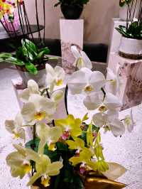 Beautiful Orchid Culture Store: Must-Visit Paradise for Orchid Lovers