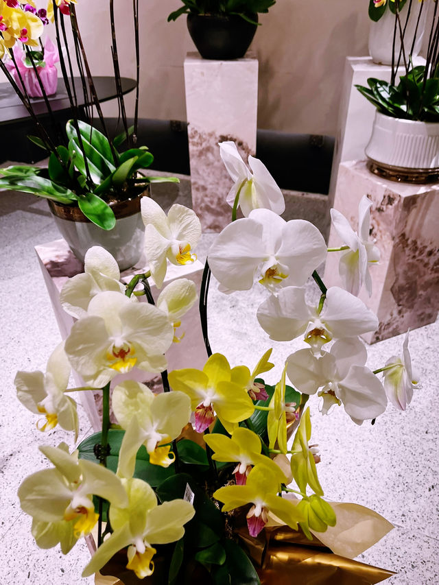 Beautiful Orchid Culture Store: Must-Visit Paradise for Orchid Lovers